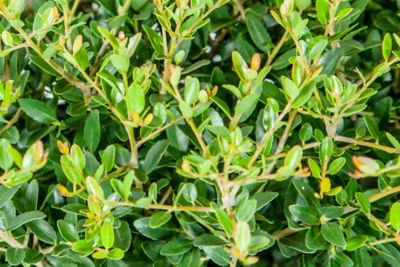 Image showing  Schillings Holly Shrub in 3 gal. Grower's Pot