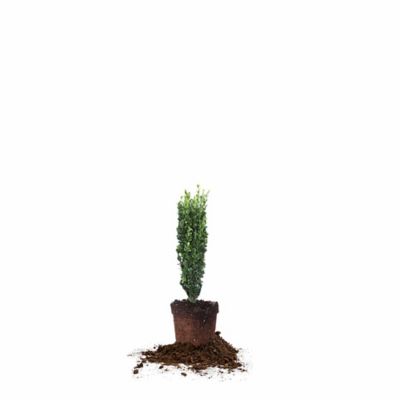 Perfect Plants 1-2 ft. Potted Sky Pencil Holly Shrub