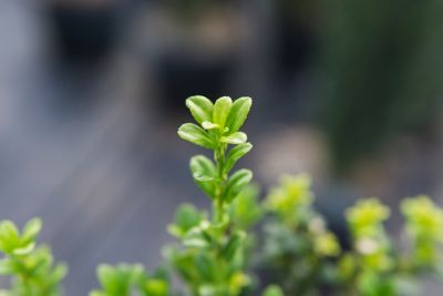 Image showing  1-2 ft. Potted Sky Pencil Holly Shrub