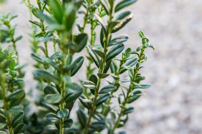 Image showing  Sky Pencil Holly Shrub, 2-3 ft. in Grower's Pot