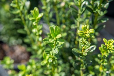 Image showing  Sky Pencil Holly Shrub, 2-3 ft. in Grower's Pot