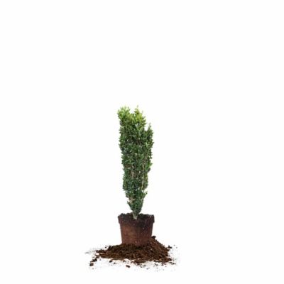 Perfect Plants Sky Pencil Holly Plant, 3-4 ft. in Grower's Pot