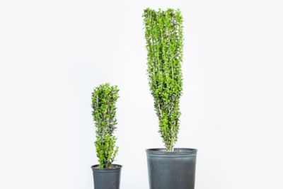 Image showing  Sky Pencil Holly Plant, 3-4 ft. in Grower's Pot