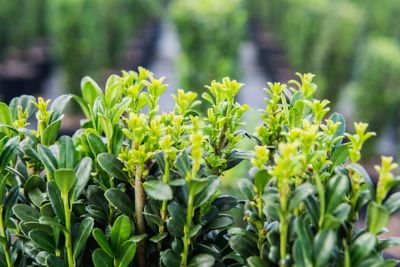 Image showing  Sky Pencil Holly Plant, 3-4 ft. in Grower's Pot