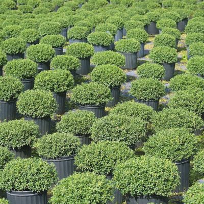 Image showing  Soft Touch Holly Shrub in 1 gal. Grower's Pot