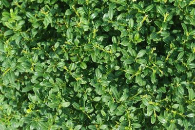 Image showing  Soft Touch Holly Shrub in 1 gal. Grower's Pot