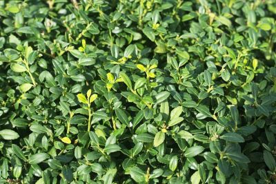 Image showing  Soft Touch Holly Shrub in 1 gal. Grower's Pot