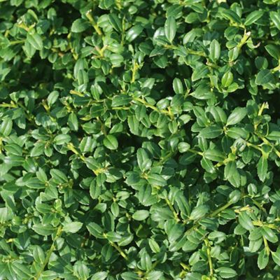 Image showing  Soft Touch Holly Shrub in 3 Gal. Grower's Pot