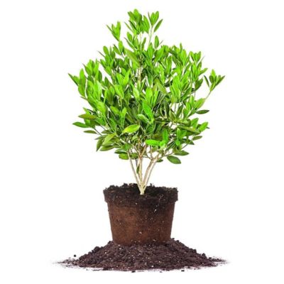 Perfect Plants Ocala Anise Shrub in 3 gal. Grower's Pot