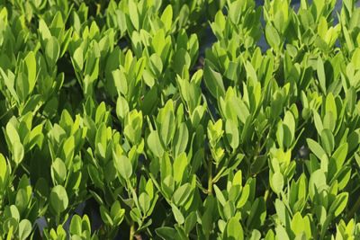 Image showing  Ocala Anise Shrub in 3 gal. Grower's Pot