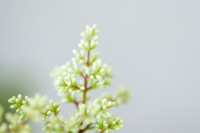 Image showing 1 th Perfect Plants Waxleaf Ligustrum Shrub in 3 Gal. Grower's Pot