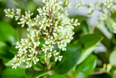 Image showing 3 th Perfect Plants Waxleaf Ligustrum Shrub in 3 Gal. Grower's Pot