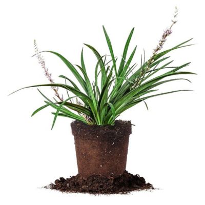 Perfect Plants Liriope Super Blue Shrub in 1 Gal. Grower's Pot