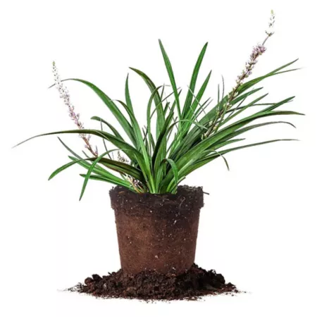 Perfect Plants Liriope Super Blue Shrub in 1 gallon Grower's Pot Ground Cover Plants