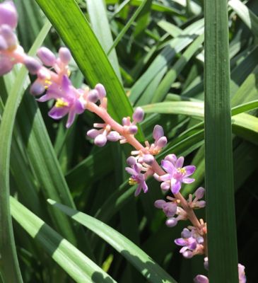 Image showing  Liriope Super Blue Shrub in 1 Gal. Grower's Pot
