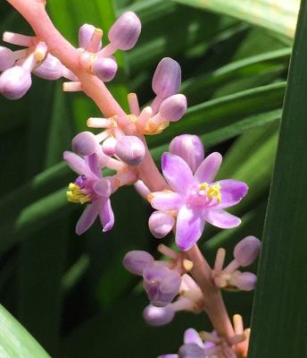 Image showing  Liriope Super Blue Shrub in 1 Gal. Grower's Pot