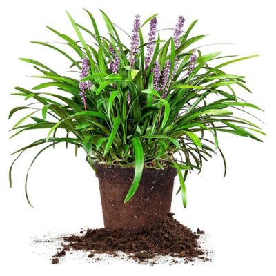 Perfect Plants Royal Purple Liriope Shrub in 1 Gal. Grower's Pot