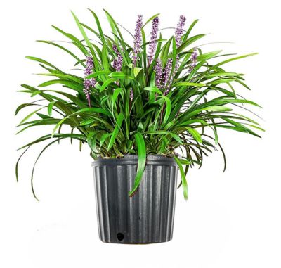 Image showing  Royal Purple Liriope Shrub in 1 Gal. Grower's Pot