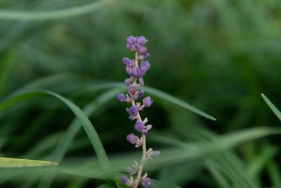 Image showing  Royal Purple Liriope Shrub in 1 Gal. Grower's Pot