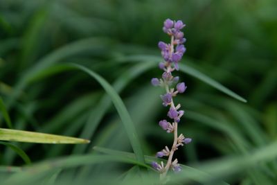 Image showing 5 th Perfect Plants Royal Purple Liriope Shrub in 1 Gal. Grower's Pot