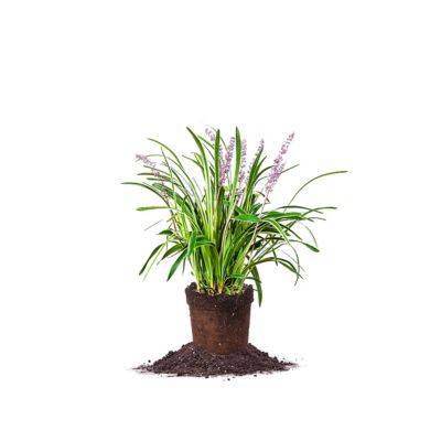 Perfect Plants 1 gal. Potted Variegated Liriope Shrub