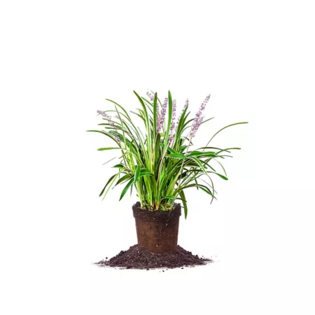 Perfect Plants 1 gal Variegated Liriope shrub in pot Ground Cover Plants