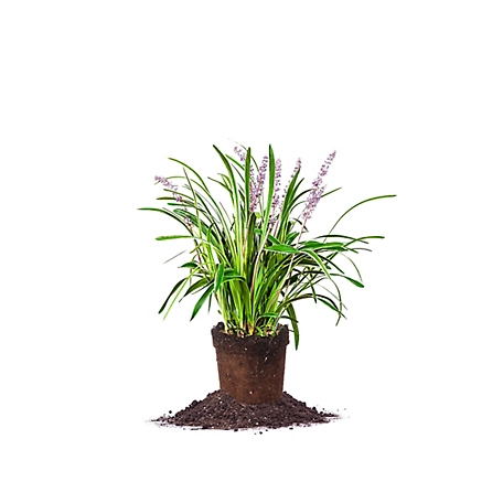 Perfect Plants Variegated Liriope Shrub in 1 Gal. Grower's Pot