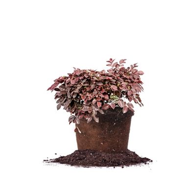 Perfect Plants Ruby Loropetalum Chinese Shrub in 1 Gal. Grower's Pot