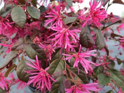 Image showing  Ruby Loropetalum Chinese Shrub in 1 Gal. Grower's Pot