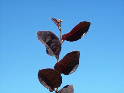 Image showing  Ruby Loropetalum Chinese Shrub in 1 Gal. Grower's Pot