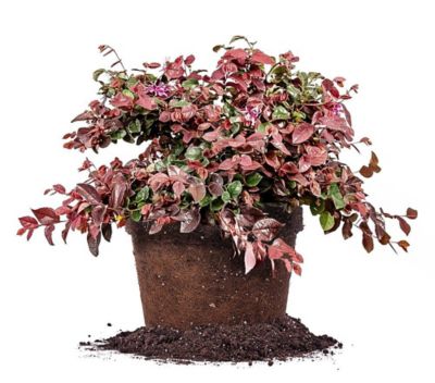 Perfect Plants Ruby Loropetalum Chinese Shrub in 3 Gal. Grower's Pot