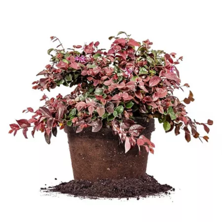 Perfect Plants Ruby Loropetalum Chinese Shrub in 3 gallons Grower's Pot Ground Cover Plants