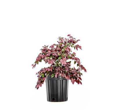 Image showing  Ruby Loropetalum Chinese Shrub in 3 Gal. Grower's Pot