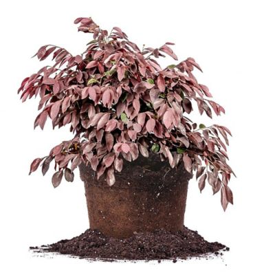 Perfect Plants Zhuzhou Loropetalum Fringe Flower Shrub in 1 Gal. Grower's Pot