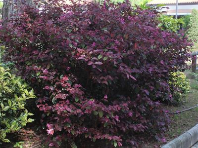 Image showing 2 th Perfect Plants Zhuzhou Loropetalum Fringe Flower Shrub in 1 gal. Grower's Pot