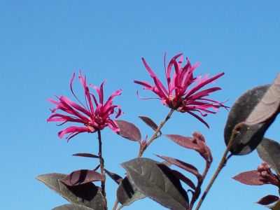 Image showing  Zhuzhou Loropetalum Fringe Flower Shrub in 3 gal. Grower's Pot