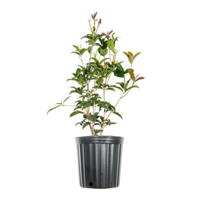 Perfect Plants Fragrant Tea Olive Shrub in 1 gal. Grower's Pot