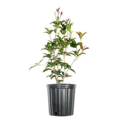 Perfect Plants 1 gal. Potted Fragrant Tea Olive Shrub