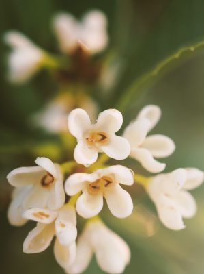 Image showing  1 gal. Potted Fragrant Tea Olive Shrub