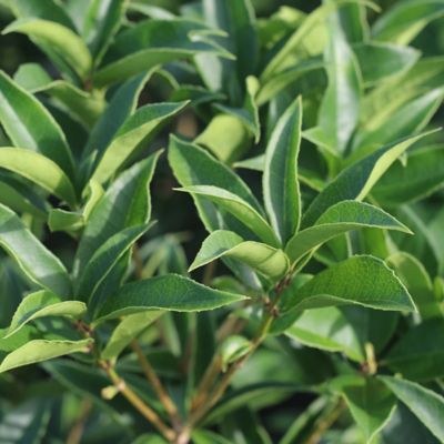 Image showing 6 th Perfect Plants 1 gal. Potted Fragrant Tea Olive Shrub