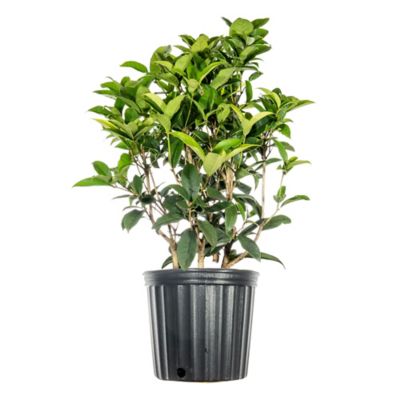 Perfect Plants Tea Olive Plant in 3 gal. Grower's Pot