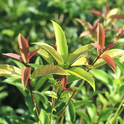 Image showing  3 gal. Potted Tea Olive Plant