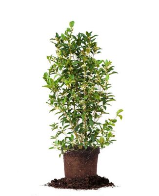 Perfect Plants 3-4 ft. Tall Fragrant Tea Olive Shrub in Grower's Pot