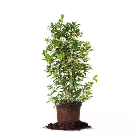 Perfect Plants Potted Fragrant Olive Shrub 3-4 Feet Tall Bushes