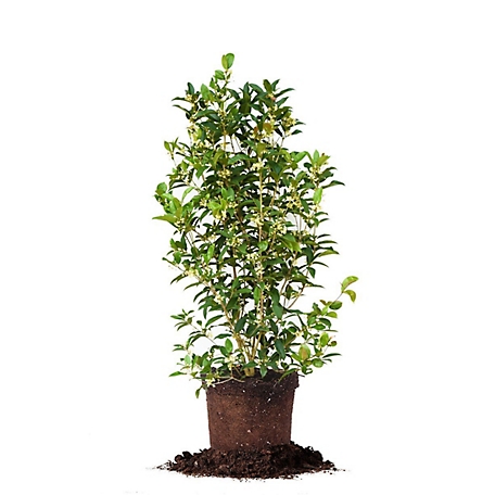 Perfect Plants 3-4 ft. Tall Fragrant Tea Olive Shrub in Grower's Pot