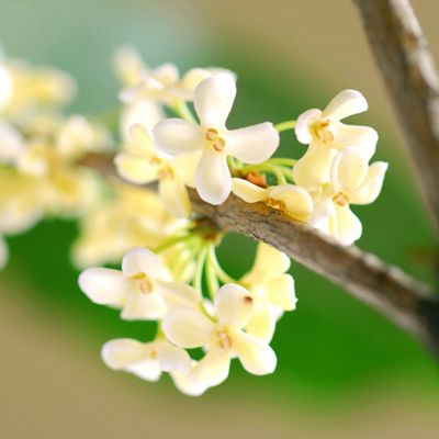 Image showing  3-4 ft. Tall Potted Fragrant Tea Olive Shrub