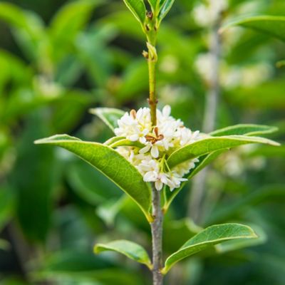 Image showing  3-4 ft. Tall Potted Fragrant Tea Olive Shrub
