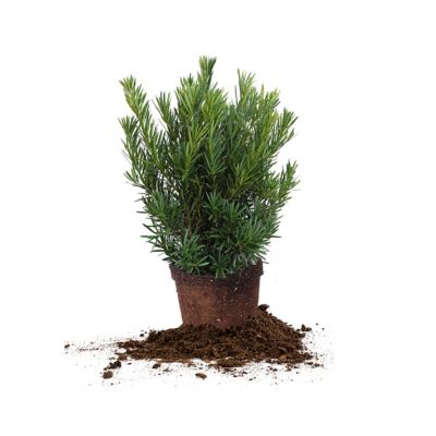 Perfect Plants 3 gal. Potted Podocarpus Pringles Dwarf Bush