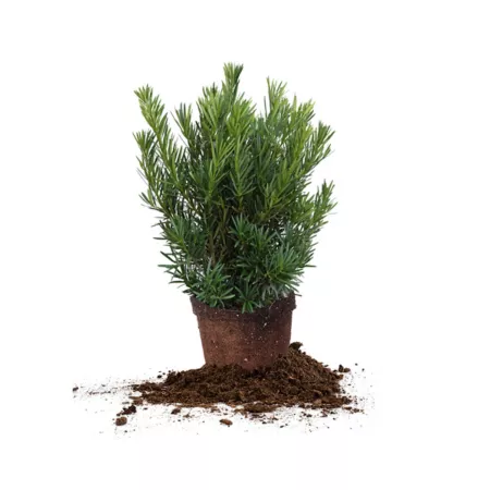 Perfect Plants 3 gal Podocarpus Pringles dwarf bush in pot Bushes