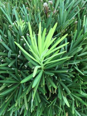 Image showing  3 gal. Potted Podocarpus Pringles Dwarf Bush